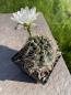 Preview: Gymnocalycium deeszianum
